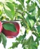Avatar epletre